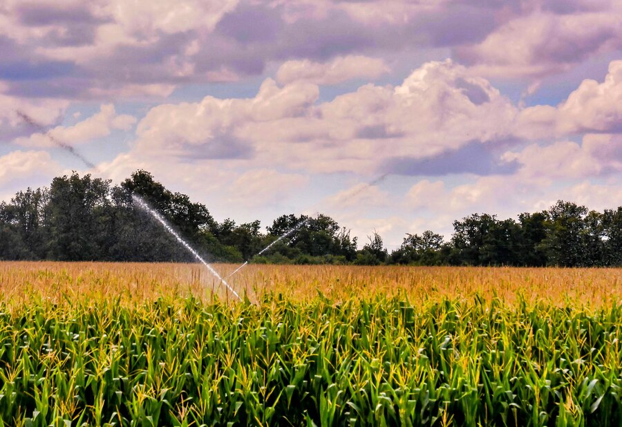 Water sprinklers on crops