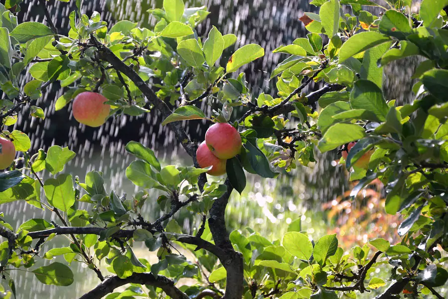 Garden drip irrigation system