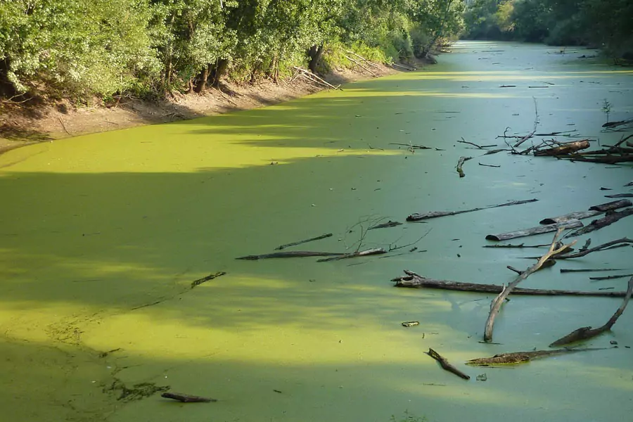 Pond Algae Control