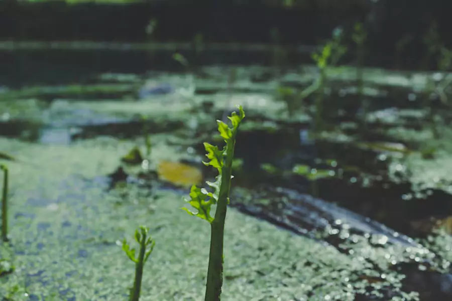 Ultrasonic Algae Control works
