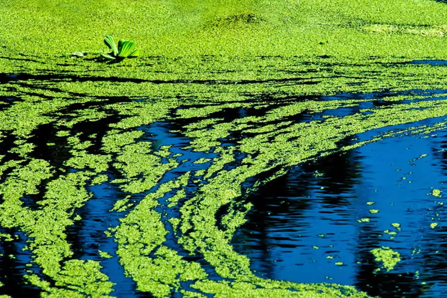 Blue green algae pond treatment