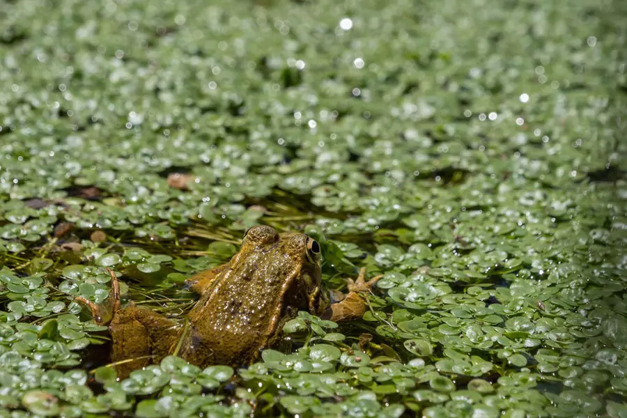 Effective Pond Algae Treatment for Clear & Healthy Water