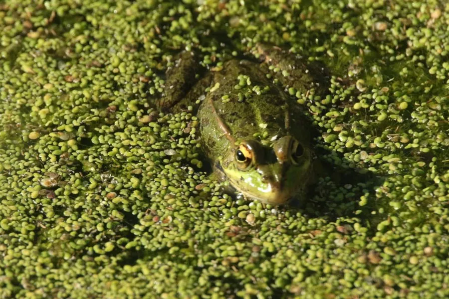 Global Algae Crisis