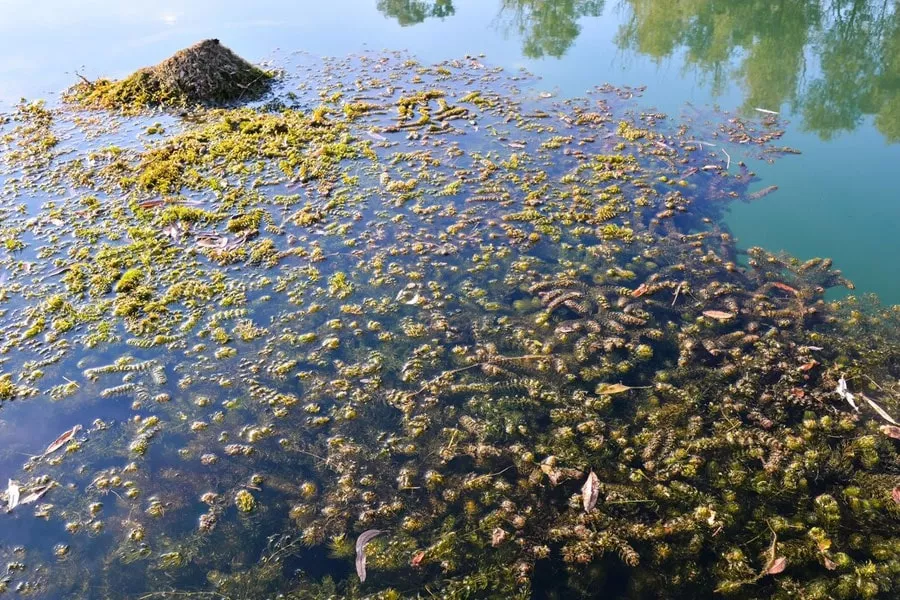 Pond Ultrasonic Algae Treatment