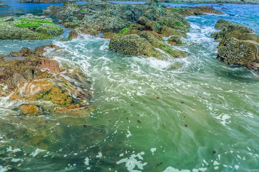 Ultrasonic algae treatment