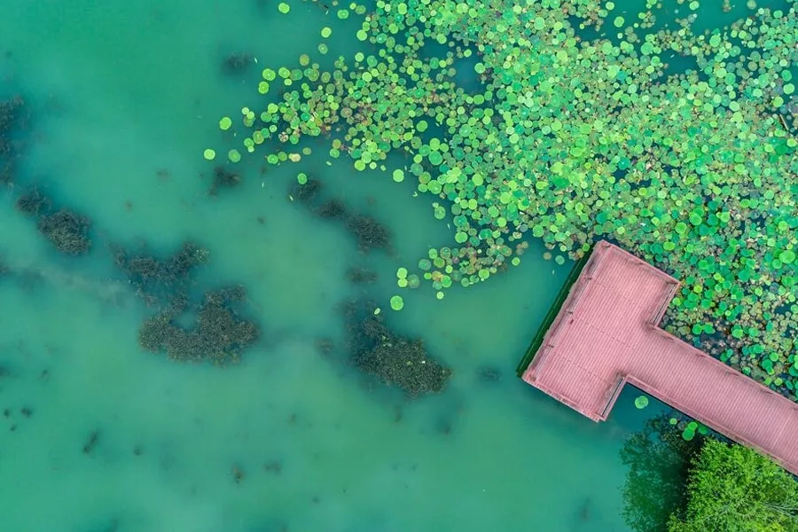 Ultrasonic algae clarifier tank solution