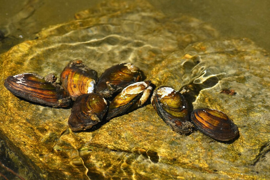 Importance of Dissolved Oxygen in Oyster Farming